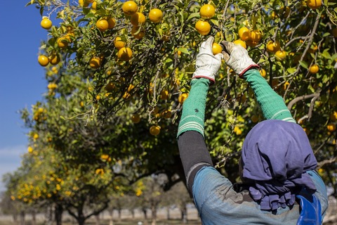 MGP_Andalucian migrant workers_3