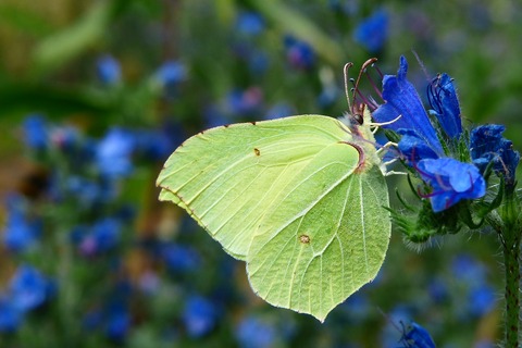 latolistek-sulphur-butterfly-3530239_1280