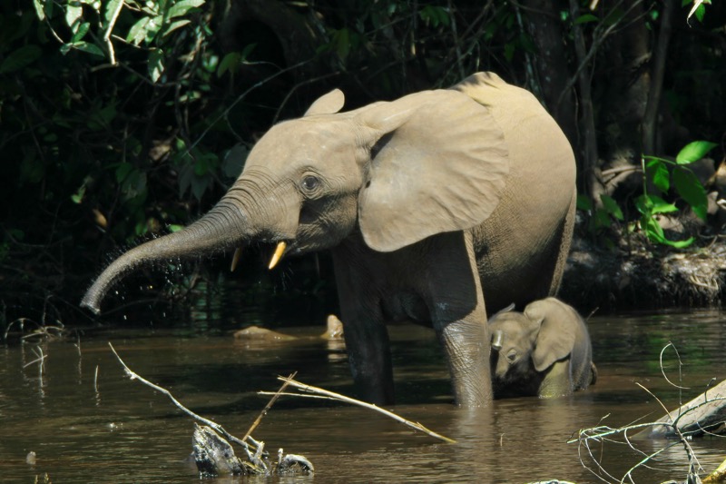 Loxodontacyclotis